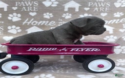 Frenchton dogs for sale: Chief - Image 3