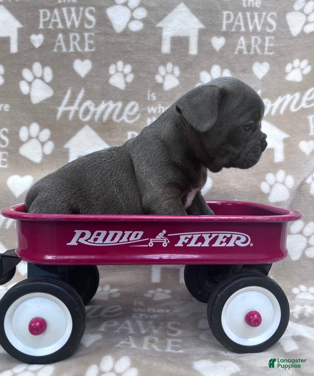 Frenchton dogs for sale: Chief - Image 3