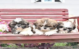 Shih Tzu dogs for sale: Queen - Image 3