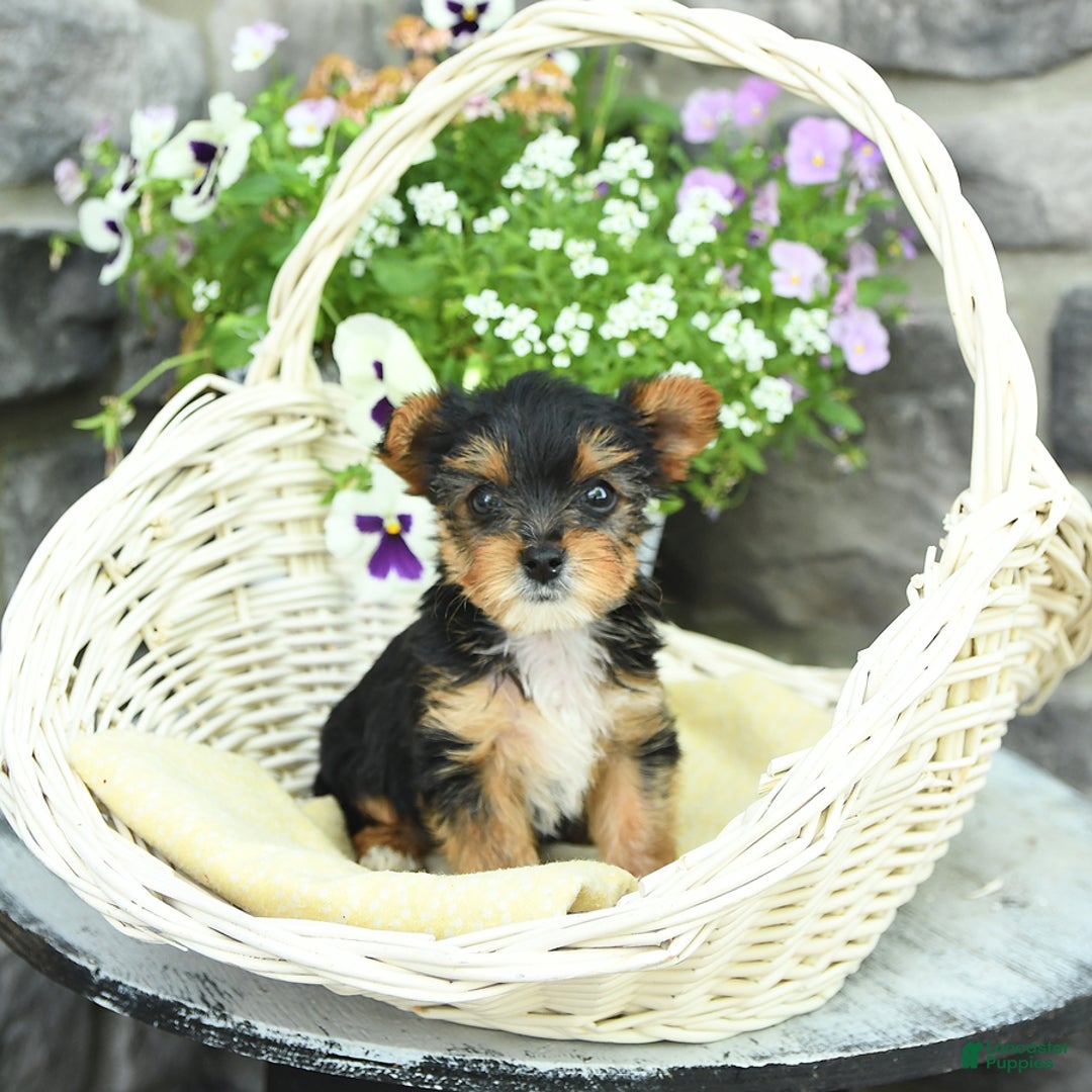 Yorkshire Terrier dogs for sale: Molly - Image 6