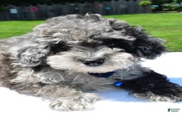 Miniature Poodle dogs for sale: Jethro - Image 3