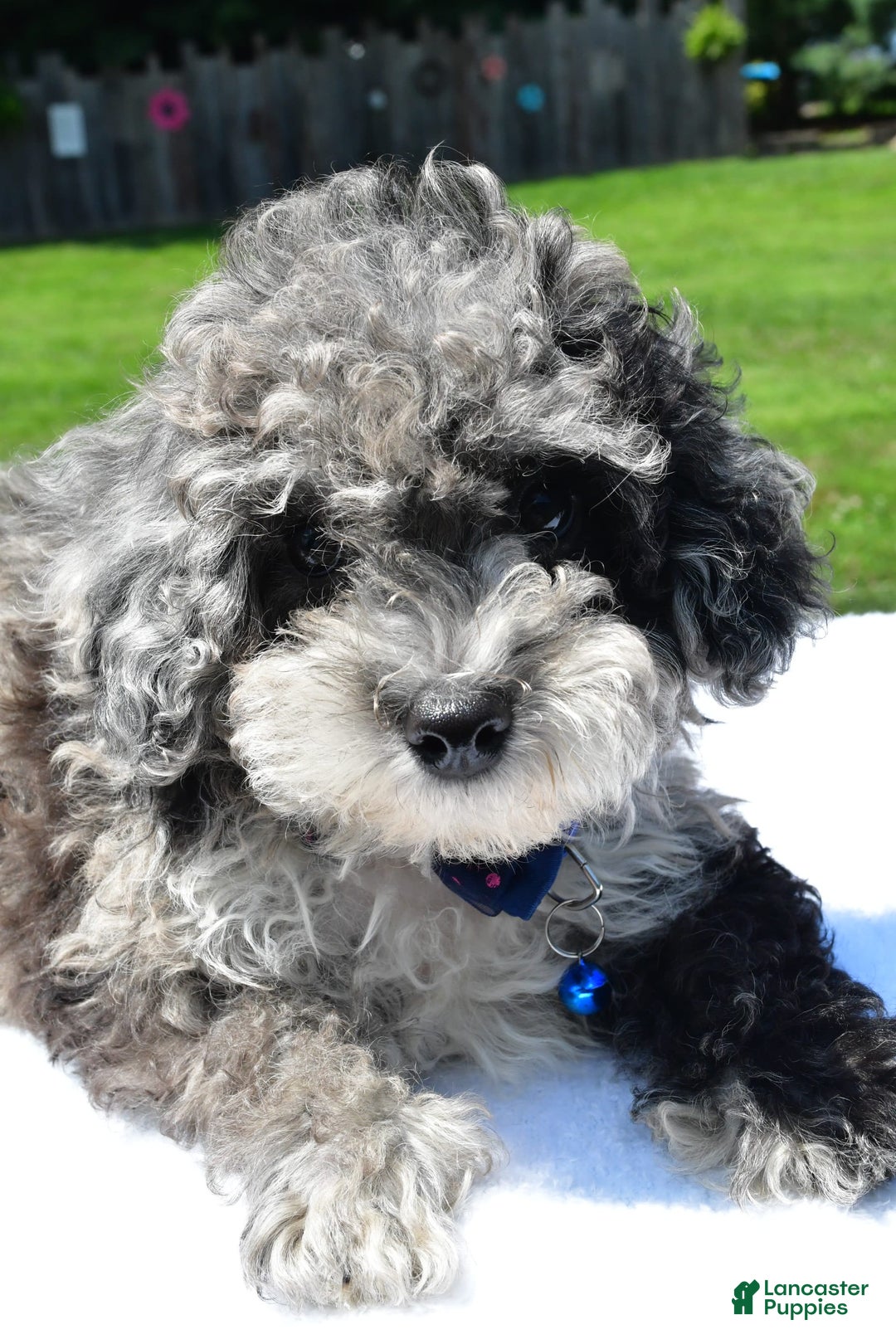 Miniature Poodle dogs for sale: Jethro - Image 3