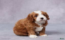 Cavapoo dogs for sale: Vito - Image 4