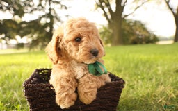Mini Goldendoodle dogs for sale: Leo - Image 11