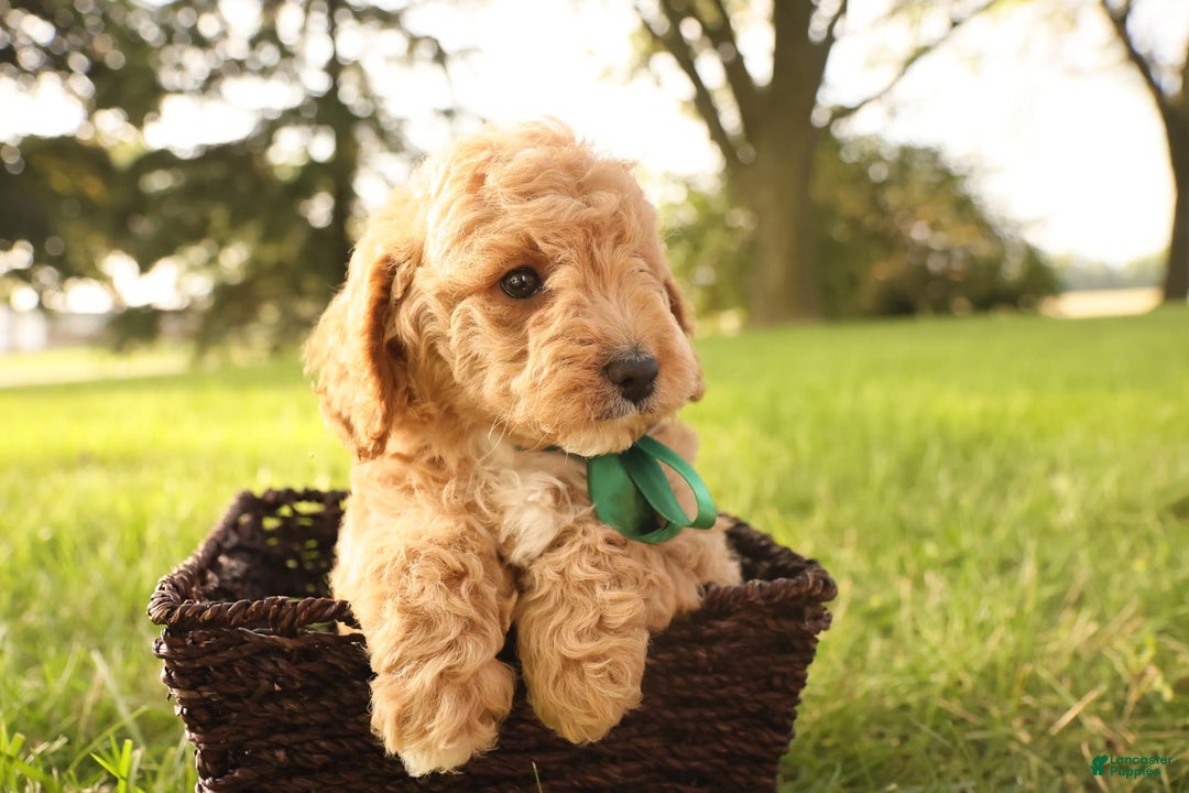 Mini Goldendoodle dogs for sale: Leo - Image 11