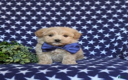 Maltipoo dogs for sale: Sully - Image 11