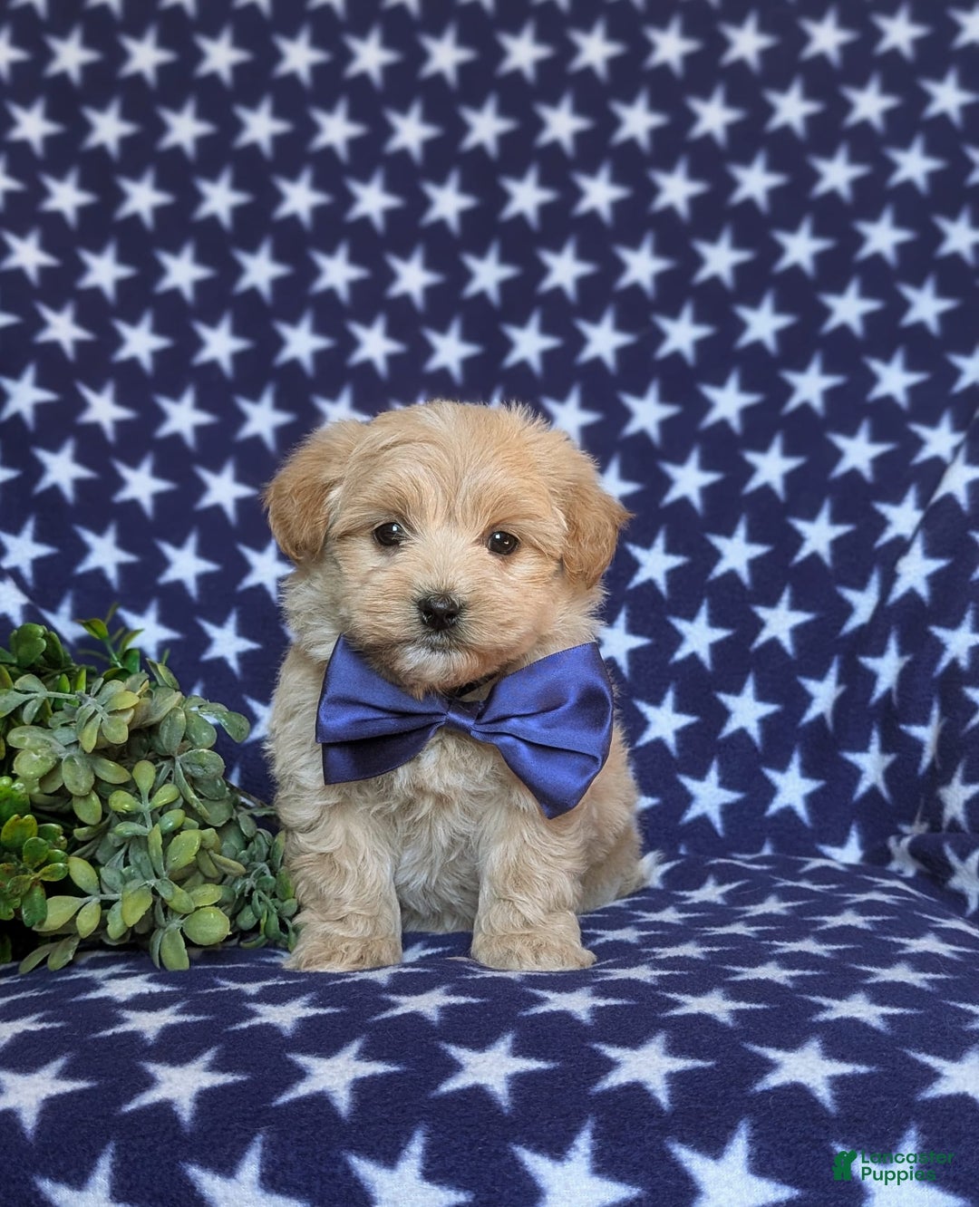 Maltipoo dogs for sale: Sully - Image 11