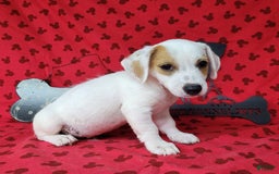 Jack Russell Terrier dogs for sale: Jagger Rough Coat Male - Image 7