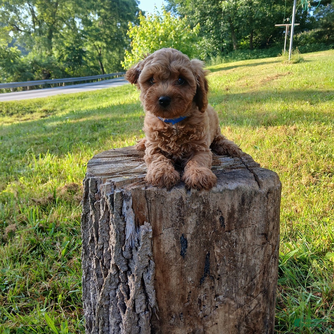 Cavapoo dogs for sale: Tigger - Image 5
