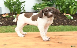 German Shorthaired Pointer dogs for sale: Ophelia - Image 2