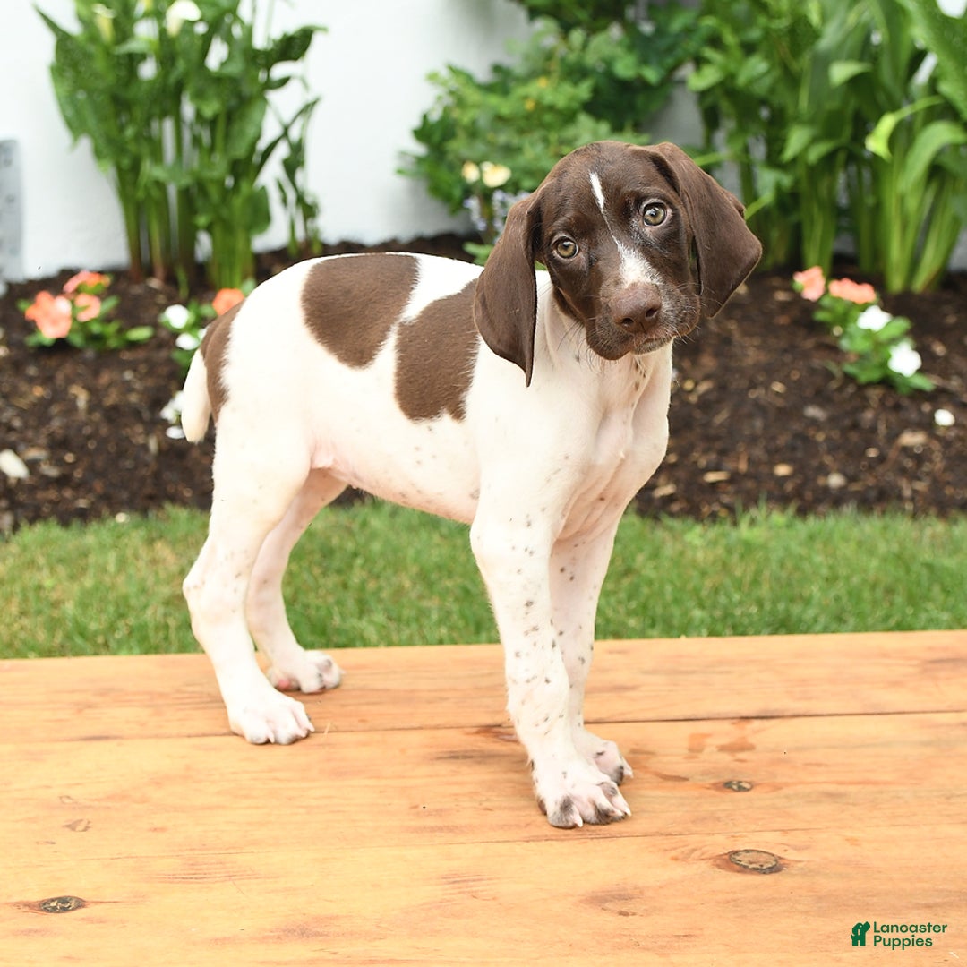 German Shorthaired Pointer dogs for sale: Ophelia - Image 2