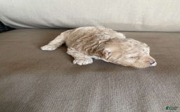 Toy Poodle dogs for sale: Teddy - Image 4