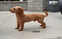 Toy Poodle dogs for sale: Jax - Image 8