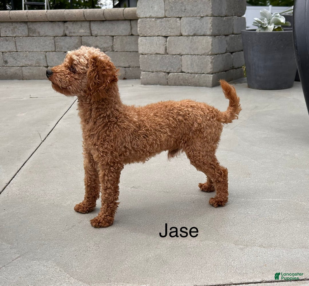 Toy Poodle dogs for sale: Jax - Image 8