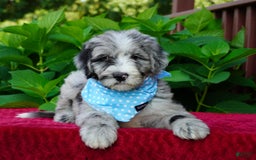 Sheepadoodle dogs for sale: Murphy - Image 5