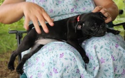 Pug dogs for sale: Roscoe - Image 3