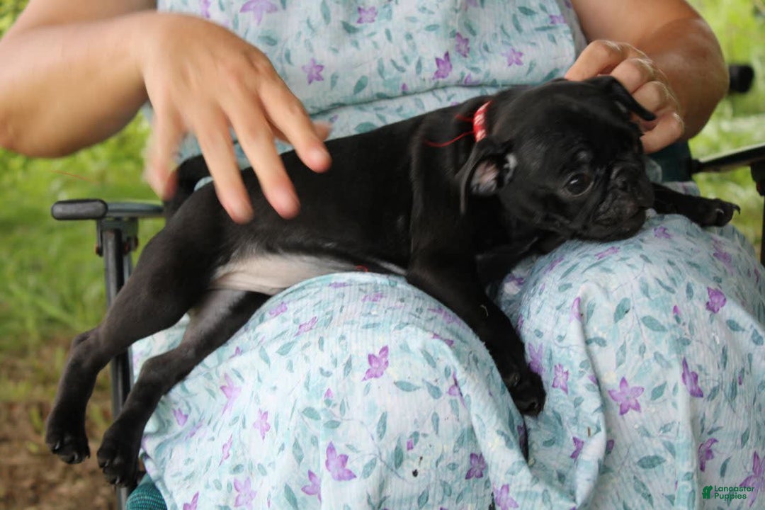Pug dogs for sale: Roscoe - Image 3
