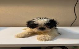 Shih Tzu dogs for sale: Bubbles - Image 1