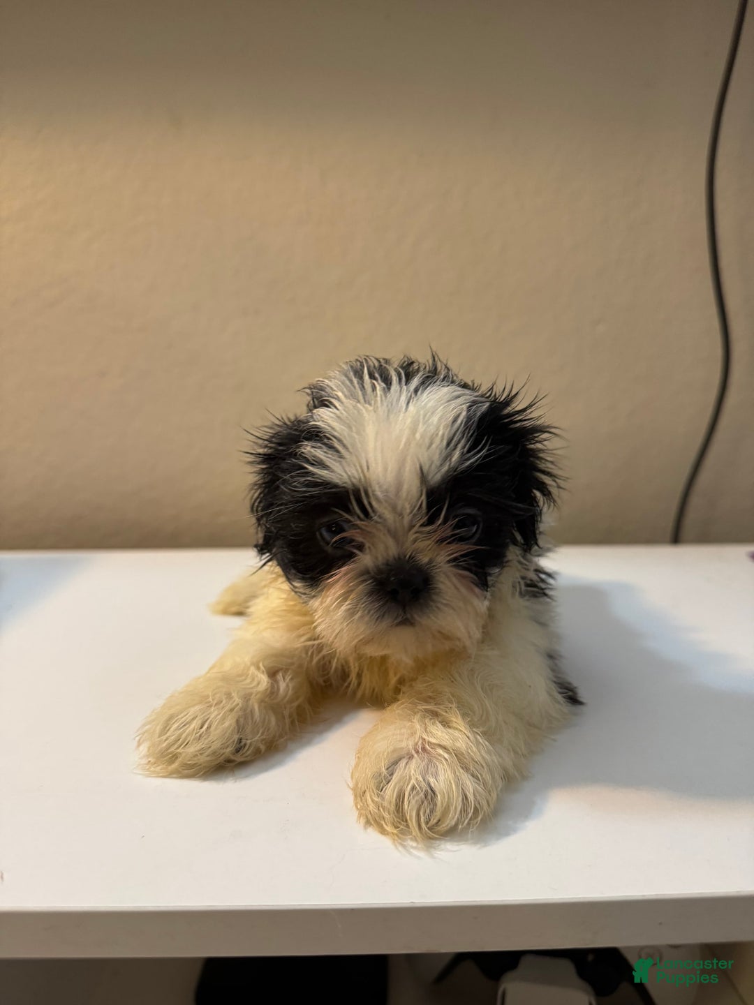 Shih Tzu dogs for sale: Bubbles - Image 1