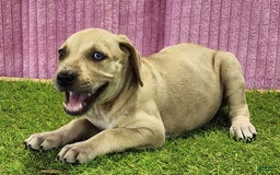 Catahoula Leopard Dog dogs for sale: Duchess 2025 Female 2 - Image 12