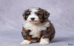 Mini Bernedoodle dogs for sale: Jett - Image 1
