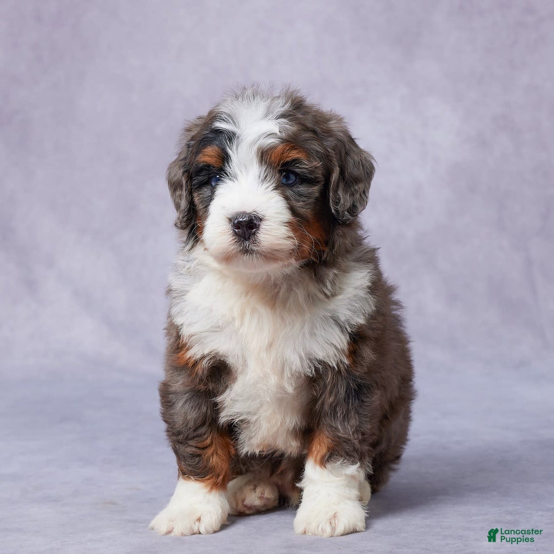Mini Bernedoodle dogs for sale: Jett - Image 1