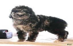 Cockapoo dogs for sale: Bo Jangles - Image 8