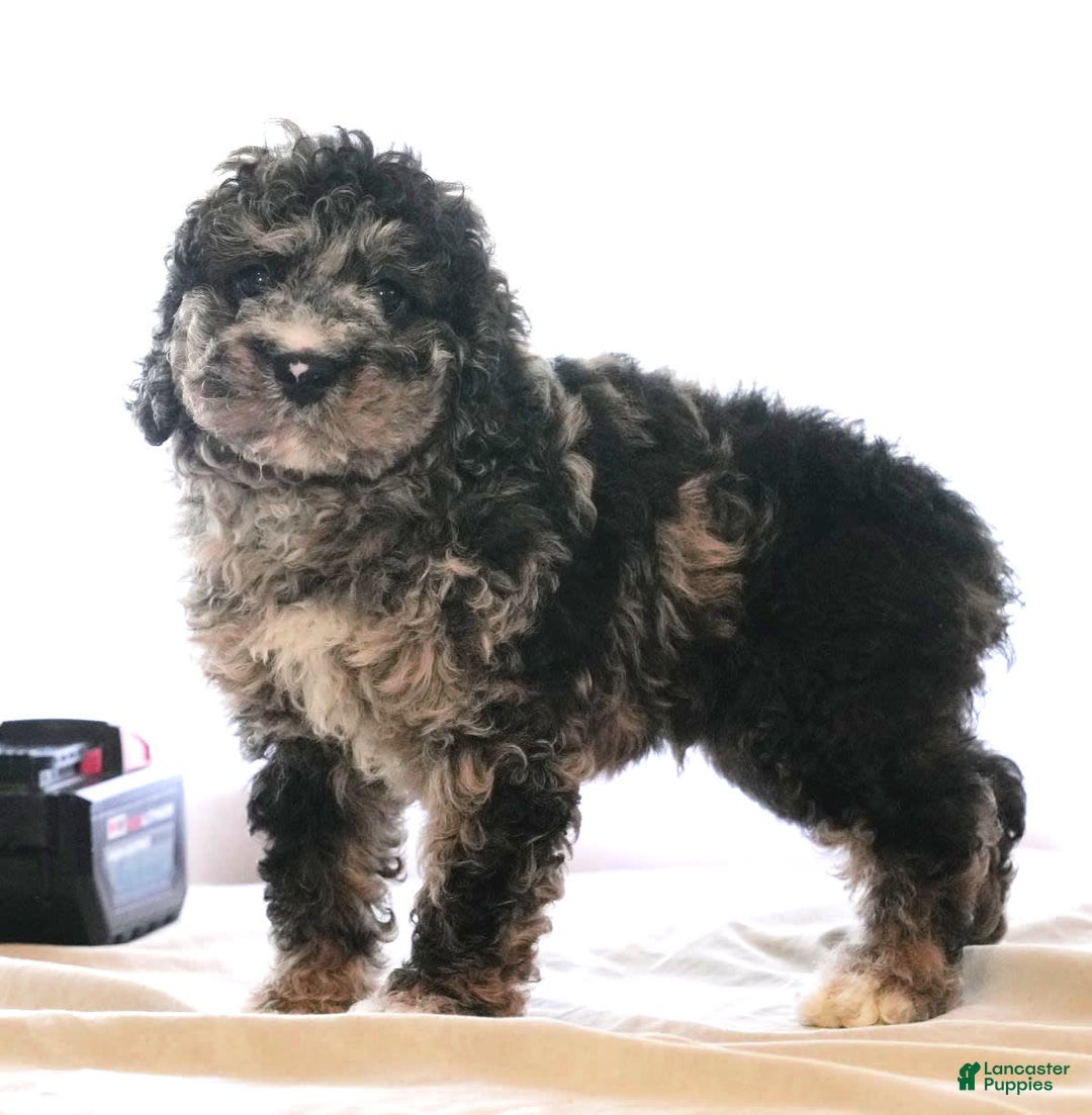 Cockapoo dogs for sale: Bo Jangles - Image 8