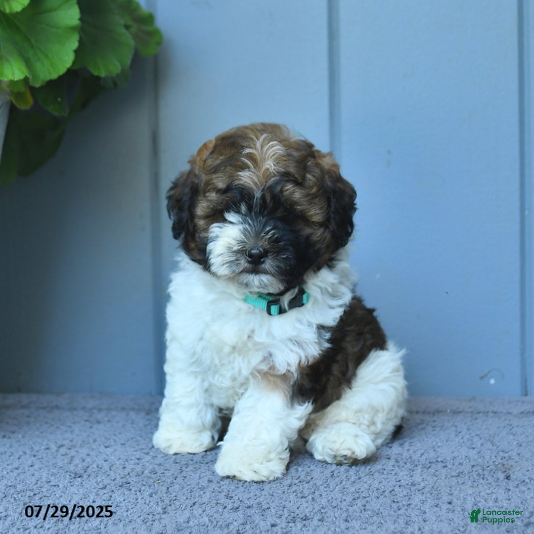 Shihpoo dogs for sale: Harper - Image 2