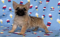 Cairn Terrier dogs for sale: Jackson - Image 2