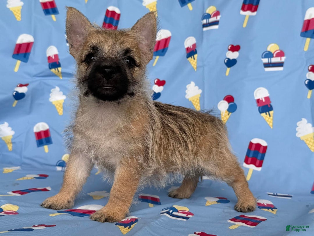 Cairn Terrier dogs for sale: Jackson - Image 2
