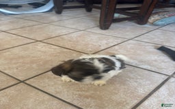 Shih Tzu dogs for sale: Emunah - Image 6