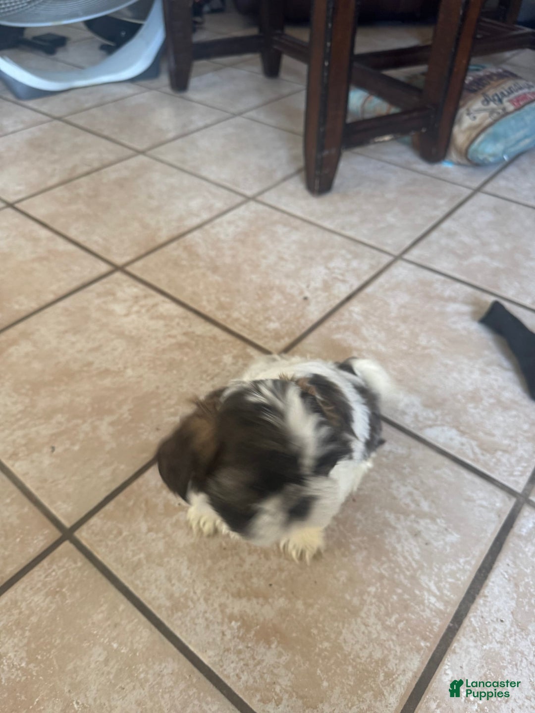 Shih Tzu dogs for sale: Emunah - Image 6