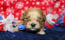 Cavapoo dogs for sale: Phoenix - Image 23