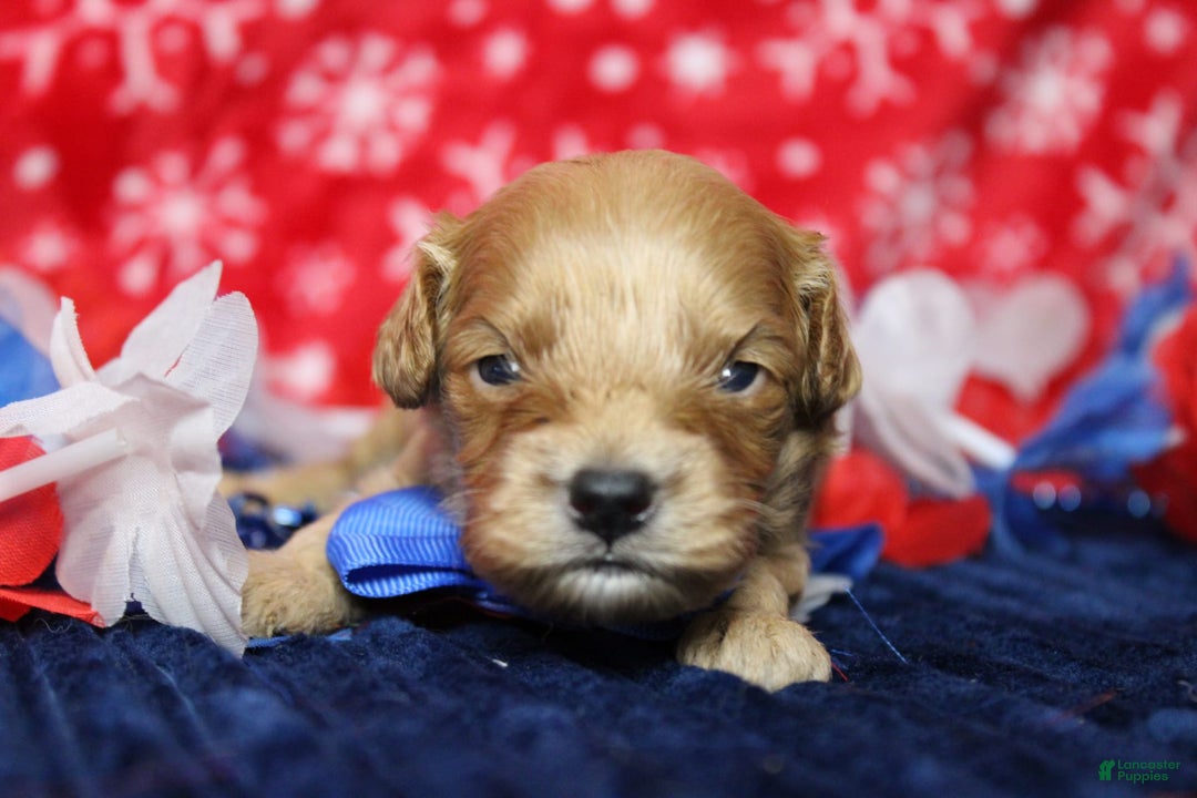 Cavapoo dogs for sale: Phoenix - Image 23