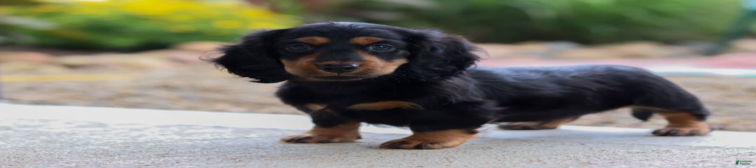 Mudge