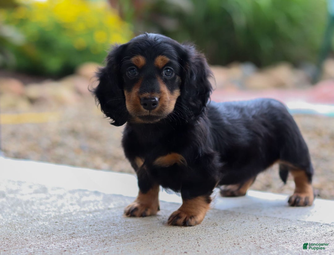 Miniature Dachshund dogs for sale: Mudge - Image 1