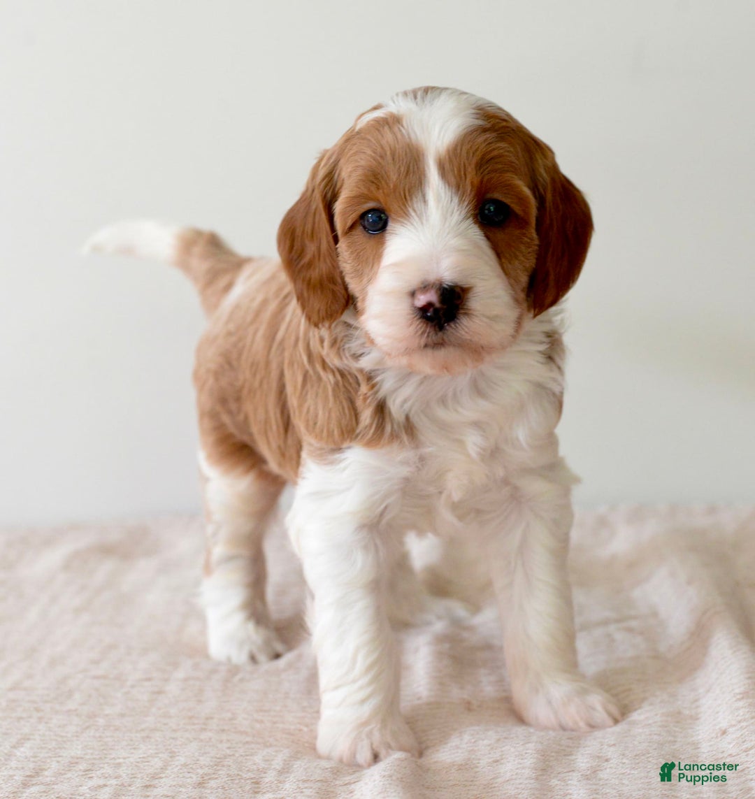 Mini Goldendoodle dogs for sale: Dallas - Image 3