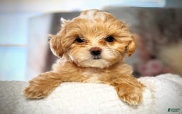 Maltipoo dogs for sale: Red Collared Boy - Image 25
