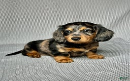 Miniature Dachshund dogs for sale: Mason - Image 1