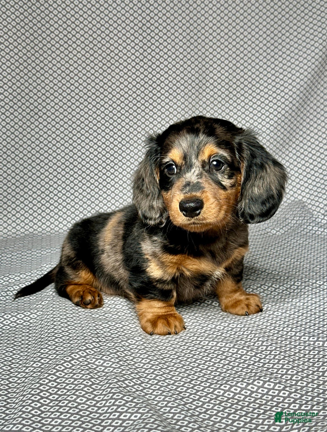 Miniature Dachshund dogs for sale: Mason - Image 1