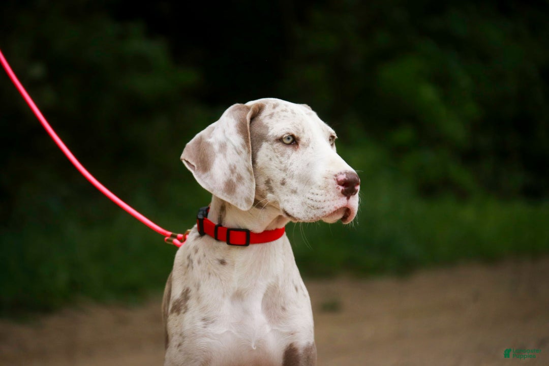 Great Dane dogs for sale: Jovie - Image 17
