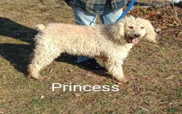 Standard Poodle dogs for sale: Sugar Bun - Image 3