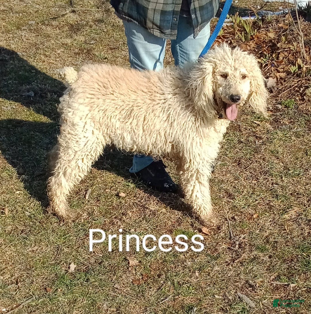 Standard Poodle dogs for sale: Sugar Bun - Image 3
