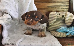 Miniature Dachshund dogs for sale: Miniature Dachshund 5 puppies - Image 22