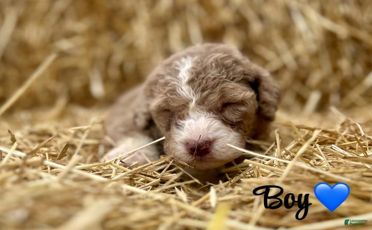 Aussiedoodle dogs - Advert 13