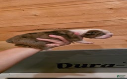 Olde English Bulldogge dogs for sale: Jimi - Image 3