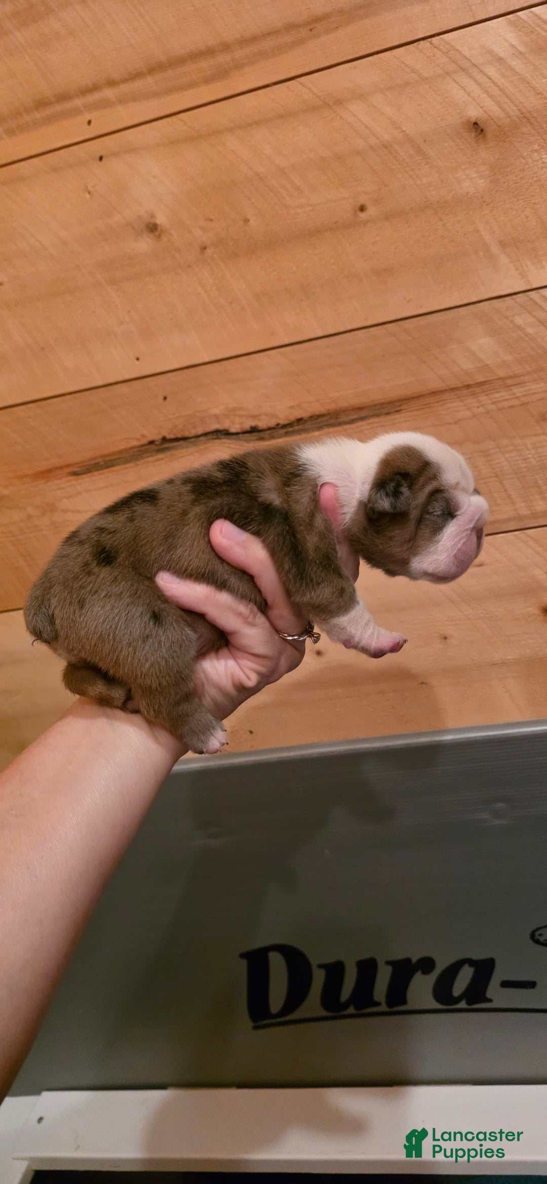 Olde English Bulldogge dogs for sale: Jimi - Image 3