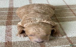 Standard Poodle dogs for sale: Lilo - Image 3