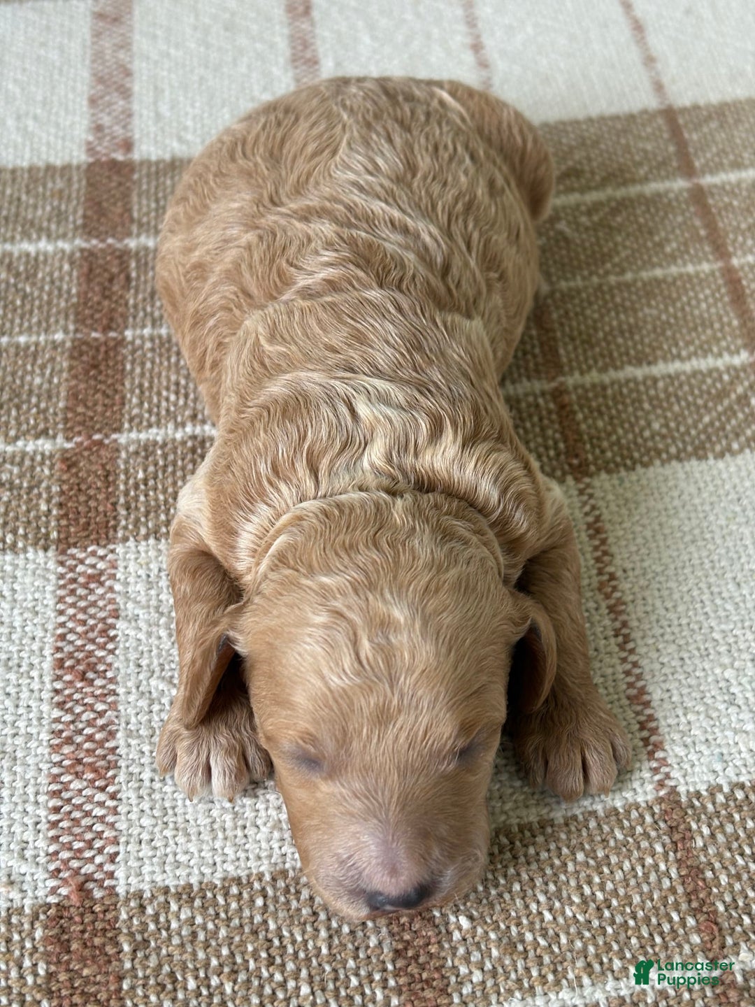 Standard Poodle dogs for sale: Lilo - Image 3